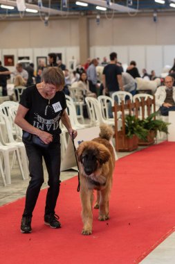 Bergamo, Italy - October 14, 2018: In the town of Chiuduno, the thirty-fifth exhibition of purebred dogs took place. Morning session, judgment categories of race. Brambilla Simone Live News photographer clipart