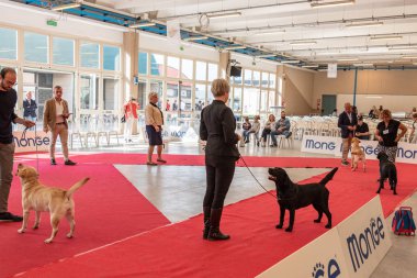 Bergamo, İtalya - 14 Ekim 2018: Chıuduno kasaba safkan köpekler otuz beşinci sergisi gerçekleşti. Sabah oturumunda, yargı Kategoriler yarışın. Brambilla Simone canlı haber fotoğrafçı