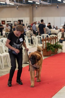 Bergamo, İtalya - 14 Ekim 2018: Chıuduno kasaba safkan köpekler otuz beşinci sergisi gerçekleşti. Sabah oturumunda, yargı Kategoriler yarışın. Brambilla Simone canlı haber fotoğrafçı