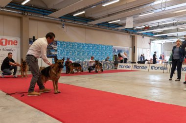 Bergamo, İtalya - 14 Ekim 2018: Chıuduno kasaba safkan köpekler otuz beşinci sergisi gerçekleşti. Sabah oturumunda, yargı Kategoriler yarışın. Brambilla Simone canlı haber fotoğrafçı