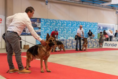 Bergamo, İtalya - 14 Ekim 2018: Chıuduno kasaba safkan köpekler otuz beşinci sergisi gerçekleşti. Sabah oturumunda, yargı Kategoriler yarışın. Brambilla Simone canlı haber fotoğrafçı
