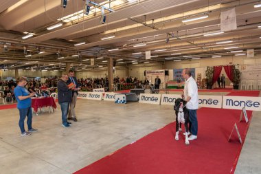 Bergamo, İtalya - 14 Ekim 2018: Chıuduno kasaba safkan köpekler otuz beşinci sergisi gerçekleşti. Sabah oturumunda, yargı Kategoriler yarışın. Brambilla Simone canlı haber fotoğrafçı