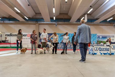 Bergamo, İtalya - 14 Ekim 2018: Chıuduno kasaba safkan köpekler otuz beşinci sergisi gerçekleşti. öğleden sonra oturumu olmayan cins köpekler için özel köpek göstermek Del Bastardino aradı. Brambilla Simone canlı haber fotoğrafçı
