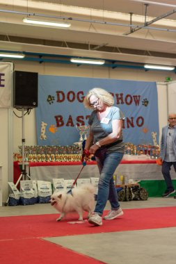 Bergamo, İtalya - 14 Ekim 2018: Chıuduno kasaba safkan köpekler otuz beşinci sergisi gerçekleşti. öğleden sonra oturumu olmayan cins köpekler için özel köpek göstermek Del Bastardino aradı. Brambilla Simone canlı haber fotoğrafçı