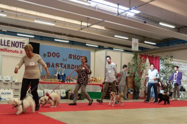 Bergamo, İtalya - 14 Ekim 2018: Chıuduno kasaba safkan köpekler otuz beşinci sergisi gerçekleşti. öğleden sonra oturumu olmayan cins köpekler için özel köpek göstermek Del Bastardino aradı. Brambilla Simone canlı haber fotoğrafçı