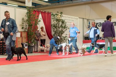 Bergamo, İtalya - 14 Ekim 2018: Chıuduno kasaba safkan köpekler otuz beşinci sergisi gerçekleşti. öğleden sonra oturumu olmayan cins köpekler için özel köpek göstermek Del Bastardino aradı. Brambilla Simone canlı haber fotoğrafçı