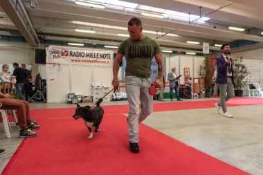 Bergamo, İtalya - 14 Ekim 2018: Chıuduno kasaba safkan köpekler otuz beşinci sergisi gerçekleşti. öğleden sonra oturumu olmayan cins köpekler için özel köpek göstermek Del Bastardino aradı. Brambilla Simone canlı haber fotoğrafçı
