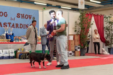 Bergamo, İtalya - 14 Ekim 2018: Chıuduno kasaba safkan köpekler otuz beşinci sergisi gerçekleşti. öğleden sonra oturumu olmayan cins köpekler için özel köpek göstermek Del Bastardino aradı. Brambilla Simone canlı haber fotoğrafçı