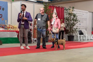 Bergamo, İtalya - 14 Ekim 2018: Chıuduno kasaba safkan köpekler otuz beşinci sergisi gerçekleşti. öğleden sonra oturumu olmayan cins köpekler için özel köpek göstermek Del Bastardino aradı. Brambilla Simone canlı haber fotoğrafçı
