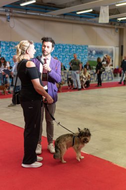 Bergamo, İtalya - 14 Ekim 2018: Chıuduno kasaba safkan köpekler otuz beşinci sergisi gerçekleşti. öğleden sonra oturumu olmayan cins köpekler için özel köpek göstermek Del Bastardino aradı. Brambilla Simone canlı haber fotoğrafçı
