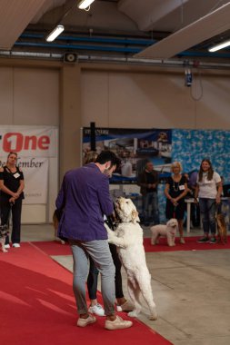 Bergamo, İtalya - 14 Ekim 2018: Chıuduno kasaba safkan köpekler otuz beşinci sergisi gerçekleşti. öğleden sonra oturumu olmayan cins köpekler için özel köpek göstermek Del Bastardino aradı. Brambilla Simone canlı haber fotoğrafçı