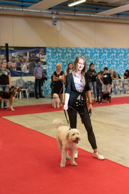 Bergamo, İtalya - 14 Ekim 2018: Chıuduno kasaba safkan köpekler otuz beşinci sergisi gerçekleşti. öğleden sonra oturumu olmayan cins köpekler için özel köpek göstermek Del Bastardino aradı. Brambilla Simone canlı haber fotoğrafçı