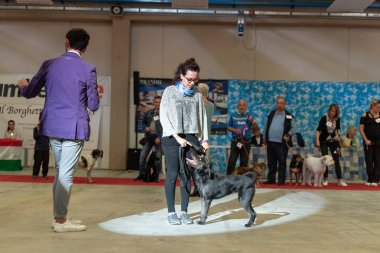 Bergamo, İtalya - 14 Ekim 2018: Chıuduno kasaba safkan köpekler otuz beşinci sergisi gerçekleşti. öğleden sonra oturumu olmayan cins köpekler için özel köpek göstermek Del Bastardino aradı. Brambilla Simone canlı haber fotoğrafçı