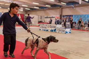 Bergamo, İtalya - 14 Ekim 2018: Chıuduno kasaba safkan köpekler otuz beşinci sergisi gerçekleşti. öğleden sonra oturumu olmayan cins köpekler için özel köpek göstermek Del Bastardino aradı. Brambilla Simone canlı haber fotoğrafçı