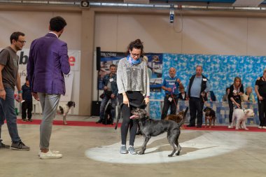 Bergamo, İtalya - 14 Ekim 2018: Chıuduno kasaba safkan köpekler otuz beşinci sergisi gerçekleşti. öğleden sonra oturumu olmayan cins köpekler için özel köpek göstermek Del Bastardino aradı. Brambilla Simone canlı haber fotoğrafçı