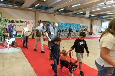 Bergamo, İtalya - 14 Ekim 2018: Chıuduno kasaba safkan köpekler otuz beşinci sergisi gerçekleşti. öğleden sonra oturumu olmayan cins köpekler için özel köpek göstermek Del Bastardino aradı. Brambilla Simone canlı haber fotoğrafçı