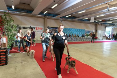 Bergamo, İtalya - 14 Ekim 2018: Chıuduno kasaba safkan köpekler otuz beşinci sergisi gerçekleşti. öğleden sonra oturumu olmayan cins köpekler için özel köpek göstermek Del Bastardino aradı. Brambilla Simone canlı haber fotoğrafçı