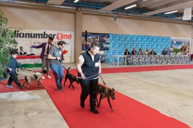 Bergamo, İtalya - 14 Ekim 2018: Chıuduno kasaba safkan köpekler otuz beşinci sergisi gerçekleşti. öğleden sonra oturumu olmayan cins köpekler için özel köpek göstermek Del Bastardino aradı. Brambilla Simone canlı haber fotoğrafçı