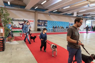 Bergamo, İtalya - 14 Ekim 2018: Chıuduno kasaba safkan köpekler otuz beşinci sergisi gerçekleşti. öğleden sonra oturumu olmayan cins köpekler için özel köpek göstermek Del Bastardino aradı. Brambilla Simone canlı haber fotoğrafçı