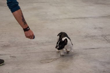 Bergamo, İtalya - 14 Ekim 2018: Chıuduno kasaba safkan köpekler otuz beşinci sergisi gerçekleşti. Son değerlendirme göreli ödül ile 8 gruplarının. Brambilla Simone canlı haber fotoğrafçı