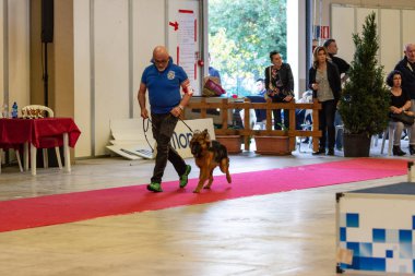Bergamo, İtalya - 14 Ekim 2018: Chıuduno kasaba safkan köpekler otuz beşinci sergisi gerçekleşti. Son değerlendirme göreli ödül ile 8 gruplarının. Brambilla Simone canlı haber fotoğrafçı