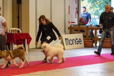 Bergamo, İtalya - 14 Ekim 2018: Chıuduno kasaba safkan köpekler otuz beşinci sergisi gerçekleşti. Son değerlendirme göreli ödül ile 8 gruplarının. Brambilla Simone canlı haber fotoğrafçı