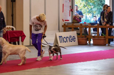 Bergamo, İtalya - 14 Ekim 2018: Chıuduno kasaba safkan köpekler otuz beşinci sergisi gerçekleşti. Son değerlendirme göreli ödül ile 8 gruplarının. Brambilla Simone canlı haber fotoğrafçı