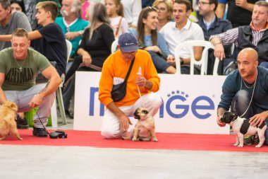 Bergamo, İtalya - 14 Ekim 2018: Chıuduno kasaba safkan köpekler otuz beşinci sergisi gerçekleşti. Son değerlendirme göreli ödül ile 8 gruplarının. Brambilla Simone canlı haber fotoğrafçı