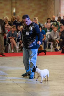 Bergamo, İtalya - 14 Ekim 2018: Chıuduno kasaba safkan köpekler otuz beşinci sergisi gerçekleşti. Son değerlendirme göreli ödül ile 8 gruplarının. Brambilla Simone canlı haber fotoğrafçı