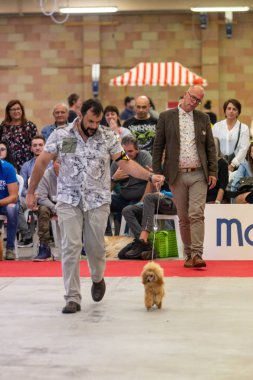 Bergamo, İtalya - 14 Ekim 2018: Chıuduno kasaba safkan köpekler otuz beşinci sergisi gerçekleşti. Son değerlendirme göreli ödül ile 8 gruplarının. Brambilla Simone canlı haber fotoğrafçı