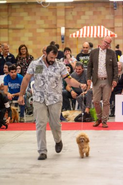Bergamo, İtalya - 14 Ekim 2018: Chıuduno kasaba safkan köpekler otuz beşinci sergisi gerçekleşti. Son değerlendirme göreli ödül ile 8 gruplarının. Brambilla Simone canlı haber fotoğrafçı