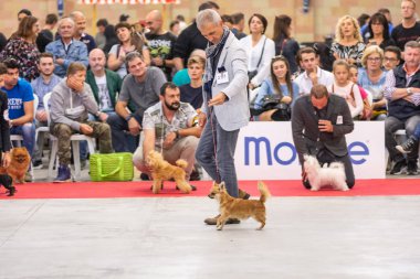 Bergamo, İtalya - 14 Ekim 2018: Chıuduno kasaba safkan köpekler otuz beşinci sergisi gerçekleşti. Son değerlendirme göreli ödül ile 8 gruplarının. Brambilla Simone canlı haber fotoğrafçı