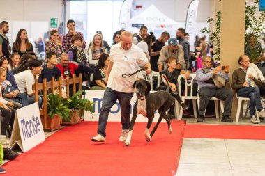 Bergamo, İtalya - 14 Ekim 2018: Chıuduno kasaba safkan köpekler otuz beşinci sergisi gerçekleşti. Son değerlendirme göreli ödül ile 8 gruplarının. Brambilla Simone canlı haber fotoğrafçı