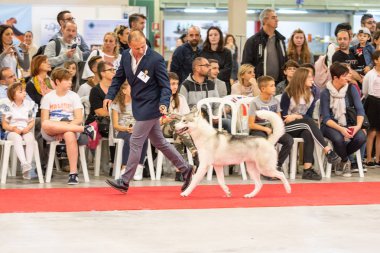 Bergamo, İtalya - 14 Ekim 2018: Chıuduno kasaba safkan köpekler otuz beşinci sergisi gerçekleşti. Son değerlendirme göreli ödül ile 8 gruplarının. Brambilla Simone canlı haber fotoğrafçı