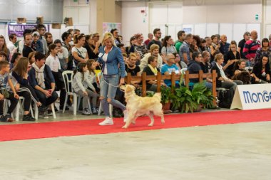 Bergamo, İtalya - 14 Ekim 2018: Chıuduno kasaba safkan köpekler otuz beşinci sergisi gerçekleşti. Son değerlendirme göreli ödül ile 8 gruplarının. Brambilla Simone canlı haber fotoğrafçı