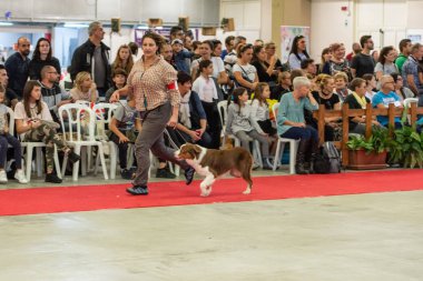Bergamo, İtalya - 14 Ekim 2018: Chıuduno kasaba safkan köpekler otuz beşinci sergisi gerçekleşti. Son değerlendirme göreli ödül ile 8 gruplarının. Brambilla Simone canlı haber fotoğrafçı