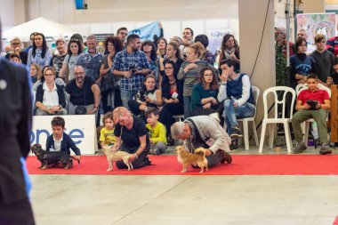 Bergamo, İtalya - 14 Ekim 2018: Chıuduno kasaba safkan köpekler otuz beşinci sergisi gerçekleşti. Son değerlendirme göreli ödül ile 8 gruplarının. Brambilla Simone canlı haber fotoğrafçı