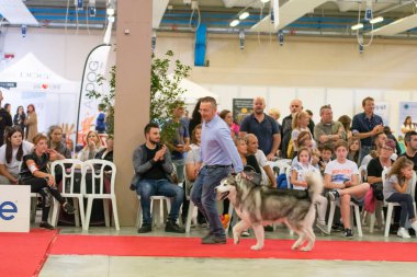 Bergamo, İtalya - 14 Ekim 2018: Chıuduno kasaba safkan köpekler otuz beşinci sergisi gerçekleşti. Son değerlendirme göreli ödül ile 8 gruplarının. Brambilla Simone canlı haber fotoğrafçı