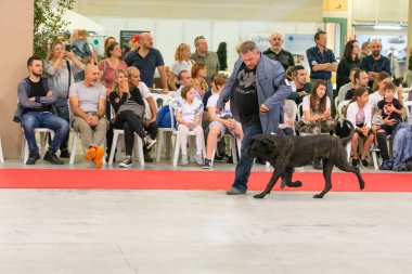 Bergamo, İtalya - 14 Ekim 2018: Chıuduno kasaba safkan köpekler otuz beşinci sergisi gerçekleşti. Son değerlendirme göreli ödül ile 8 gruplarının. Brambilla Simone canlı haber fotoğrafçı