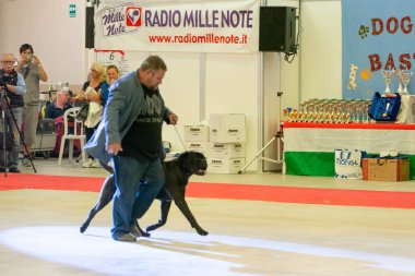 Bergamo, İtalya - 14 Ekim 2018: Chıuduno kasaba safkan köpekler otuz beşinci sergisi gerçekleşti. Son değerlendirme göreli ödül ile 8 gruplarının. Brambilla Simone canlı haber fotoğrafçı
