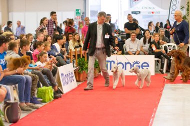 Bergamo, İtalya - 14 Ekim 2018: Chıuduno kasaba safkan köpekler otuz beşinci sergisi gerçekleşti. Son değerlendirme göreli ödül ile 8 gruplarının. Brambilla Simone canlı haber fotoğrafçı