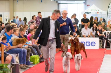 Bergamo, İtalya - 14 Ekim 2018: Chıuduno kasaba safkan köpekler otuz beşinci sergisi gerçekleşti. Son değerlendirme göreli ödül ile 8 gruplarının. Brambilla Simone canlı haber fotoğrafçı