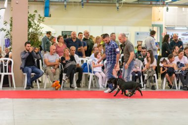 Bergamo, İtalya - 14 Ekim 2018: Chıuduno kasaba safkan köpekler otuz beşinci sergisi gerçekleşti. Son değerlendirme göreli ödül ile 8 gruplarının. Brambilla Simone canlı haber fotoğrafçı