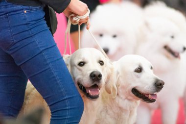Bergamo, İtalya - 14 Ekim 2018: Chıuduno kasaba safkan köpekler otuz beşinci sergisi gerçekleşti. Son değerlendirme göreli ödül ile 8 gruplarının. Brambilla Simone canlı haber fotoğrafçı