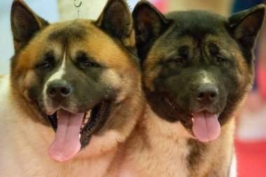 Bergamo, İtalya - 14 Ekim 2018: Chıuduno kasaba safkan köpekler otuz beşinci sergisi gerçekleşti. Son değerlendirme göreli ödül ile 8 gruplarının. Brambilla Simone canlı haber fotoğrafçı