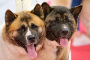 Bergamo, İtalya - 14 Ekim 2018: Chıuduno kasaba safkan köpekler otuz beşinci sergisi gerçekleşti. Son değerlendirme göreli ödül ile 8 gruplarının. Brambilla Simone canlı haber fotoğrafçı