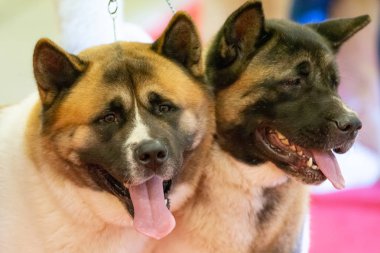 Bergamo, İtalya - 14 Ekim 2018: Chıuduno kasaba safkan köpekler otuz beşinci sergisi gerçekleşti. Son değerlendirme göreli ödül ile 8 gruplarının. Brambilla Simone canlı haber fotoğrafçı