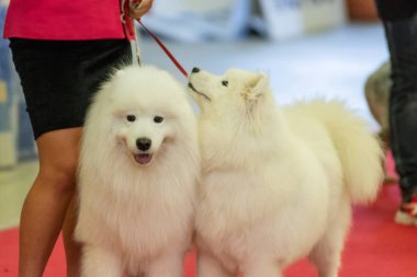 Bergamo, İtalya - 14 Ekim 2018: Chıuduno kasaba safkan köpekler otuz beşinci sergisi gerçekleşti. Son değerlendirme göreli ödül ile 8 gruplarının. Brambilla Simone canlı haber fotoğrafçı