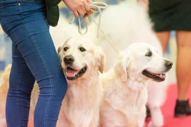 Bergamo, İtalya - 14 Ekim 2018: Chıuduno kasaba safkan köpekler otuz beşinci sergisi gerçekleşti. Son değerlendirme göreli ödül ile 8 gruplarının. Brambilla Simone canlı haber fotoğrafçı