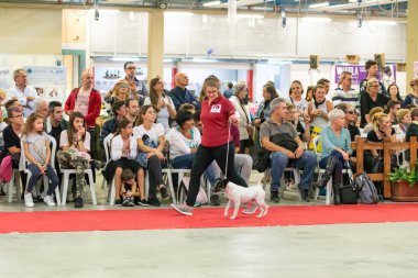 Bergamo, İtalya - 14 Ekim 2018: Chıuduno kasaba safkan köpekler otuz beşinci sergisi gerçekleşti. Son değerlendirme göreli ödül ile 8 gruplarının. Brambilla Simone canlı haber fotoğrafçı